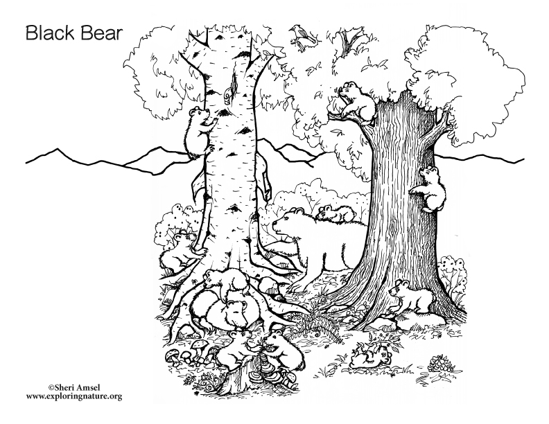 bear family