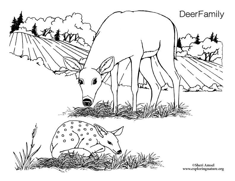 deer family