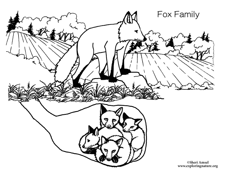 Fox family
