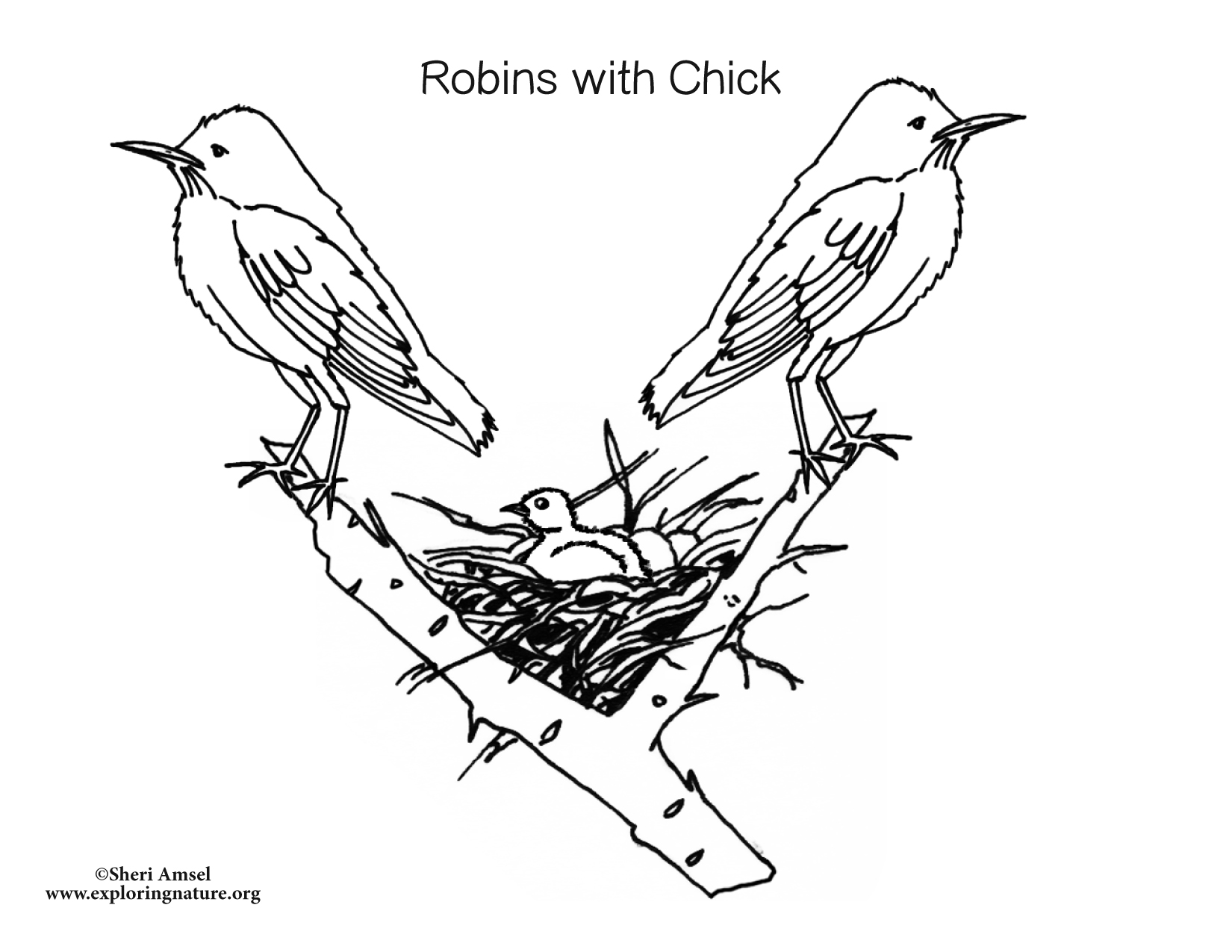 Robin family