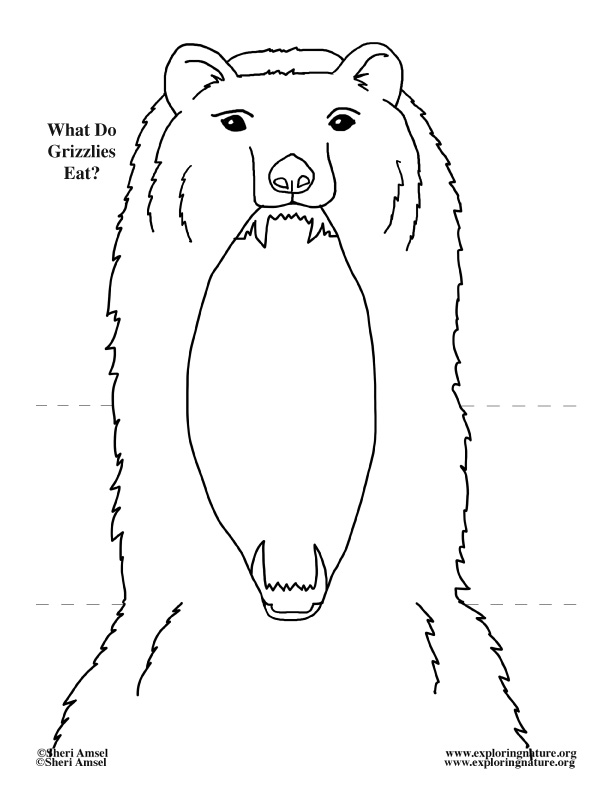 What Do Grizzly Bears Eat? Foldable Activity