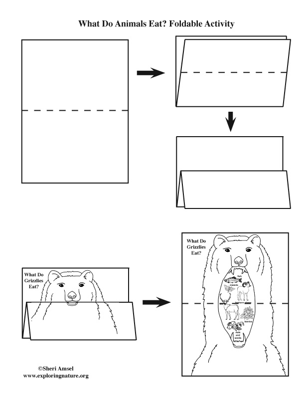 What Do Grizzly Bears Eat? Foldable Activity