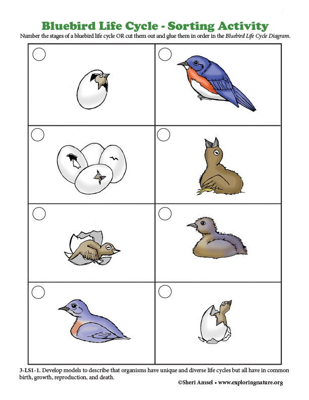 Bluebird Life Cycle - Sorting Activity