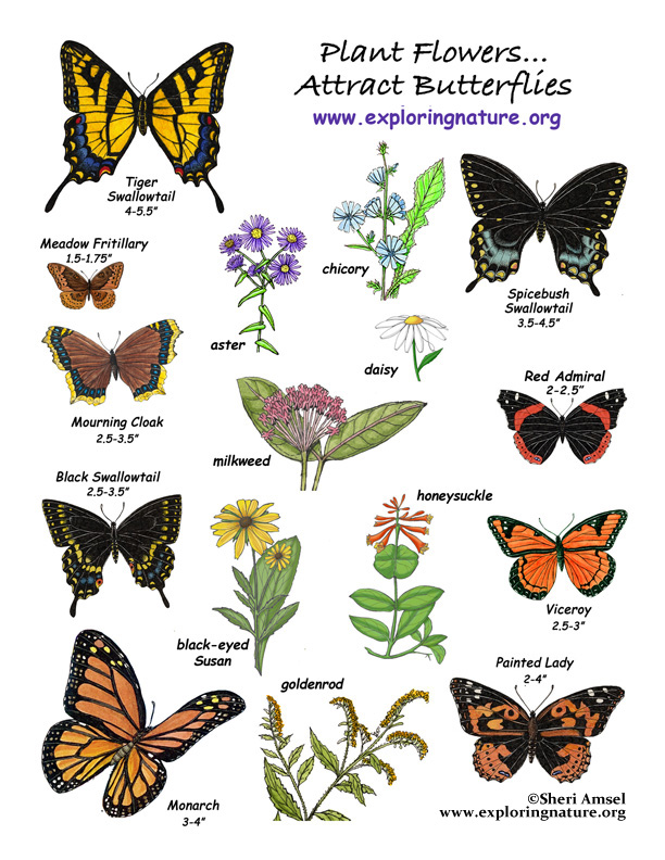 Butterfly Gardens