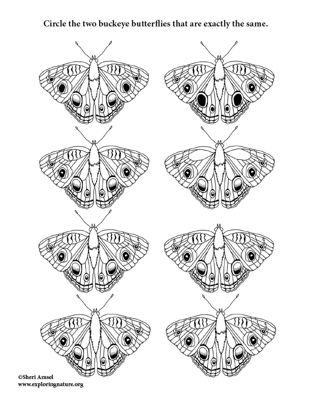 Butterfly Matching Activity