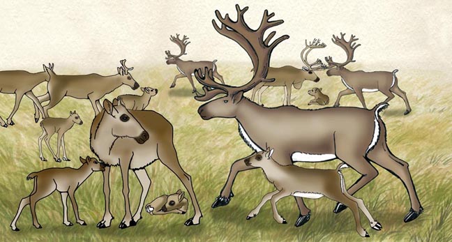 Shrinking sea ice threatens natural highways for caribou, plants