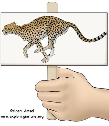African Grassland Habitat Food Web Puppet Show (Pre-K- Grade 2)
