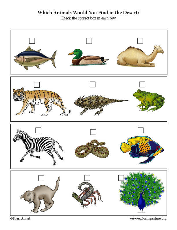 Which Animals Live in the Desert? Critical Thinking Activity