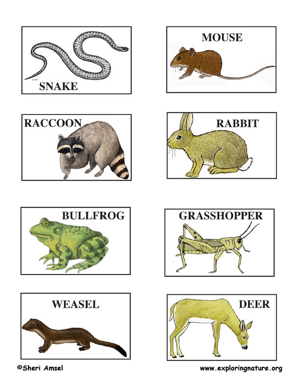 Build a Food Web Game 