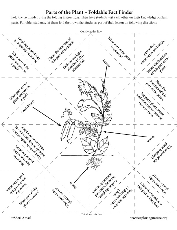 Parts of a Plant - Foldable Fact Finder Activity