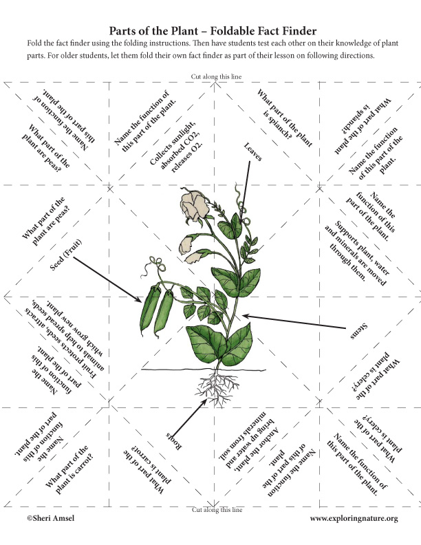 Parts of a Plant - Foldable Fact Finder Activity