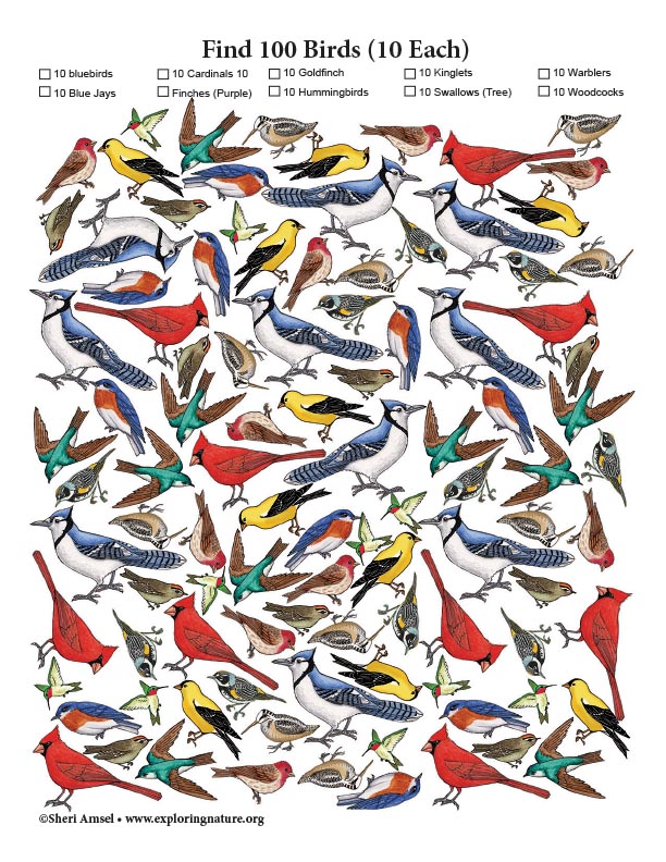 Find 100 Birds