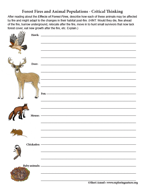 Forest Fires and Animal Populations - Critical Thinking (6-8th Grade NGSS)