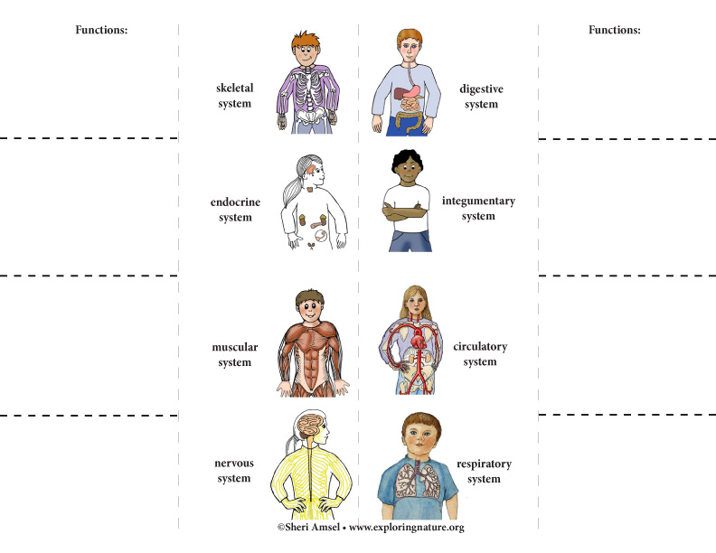 Body Systems: Foldable Activity