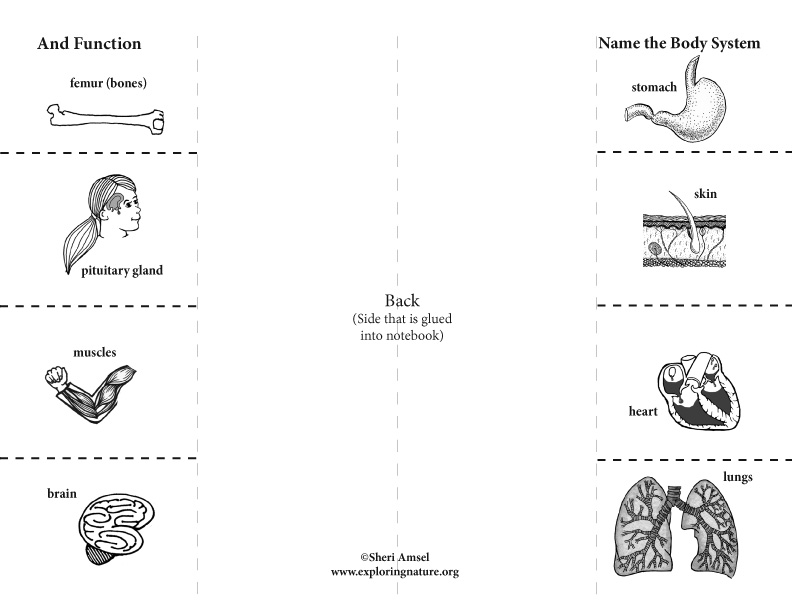 Body Systems: Foldable Activity