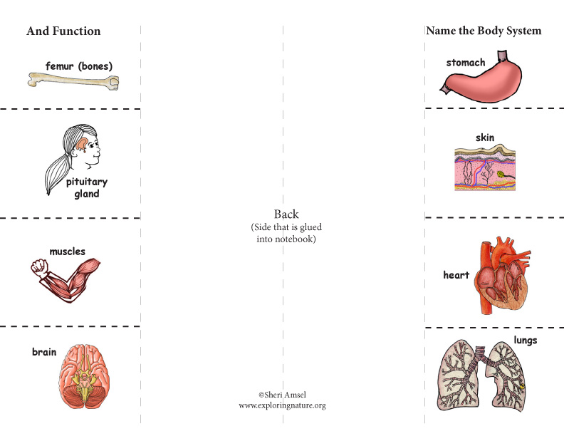Body Systems: Foldable Activity