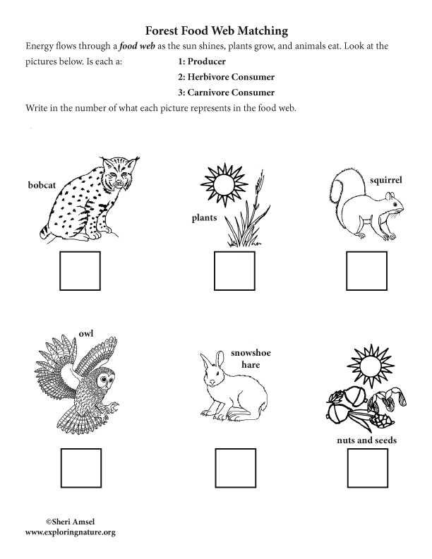 Forest Food Web Matching (Primary Grades), Forest Food Web Matching (NGSS Grade 5)