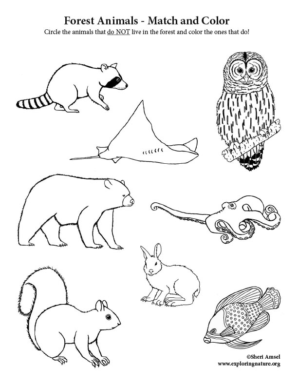 Deciduous Forest Animals - Match and Color