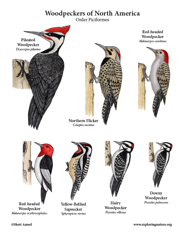Birds of the Forest and Field Giant Poster - Woodpeckers, Grouse, Swallows and More