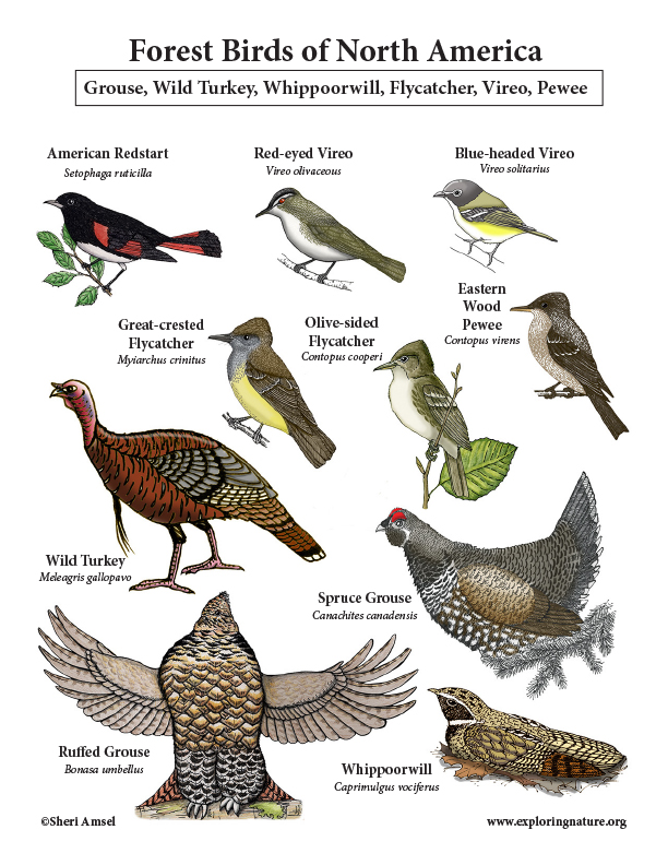 Birds of the Forest and Field Giant Poster - Woodpeckers, Grouse, Swallows and More