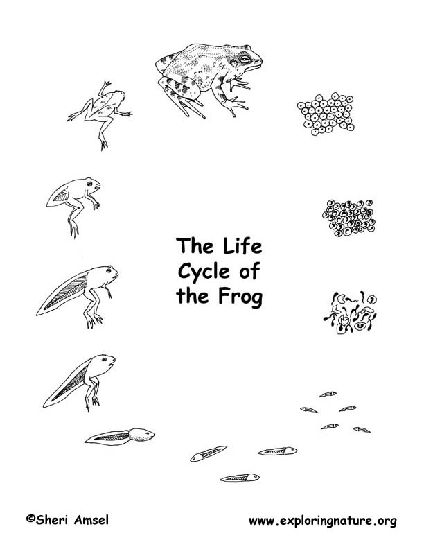 Observing Natural Processes - Frog Development