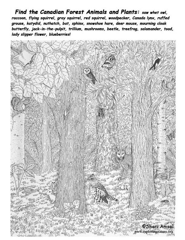 Canadian Forest Hidden Picture