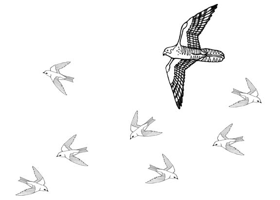 Hunting Falcons – Food Web Game