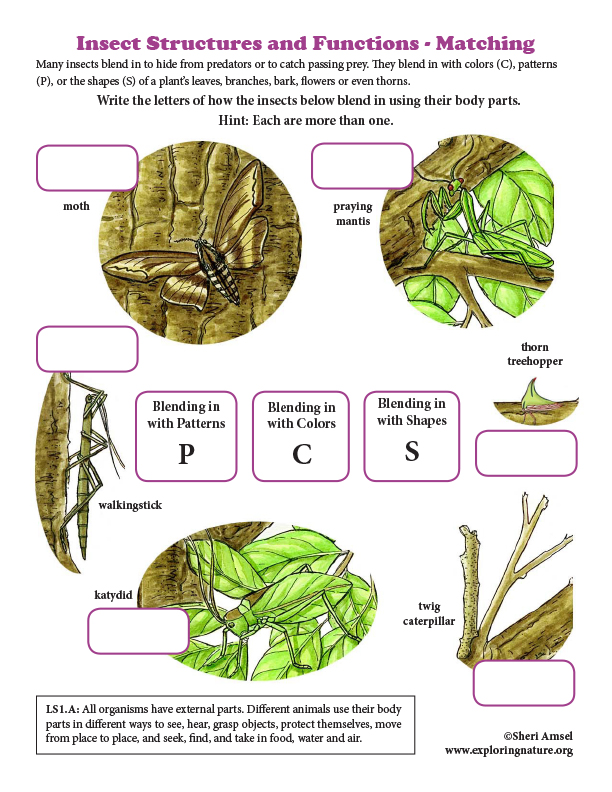 Insect Structures and Functions - Matching