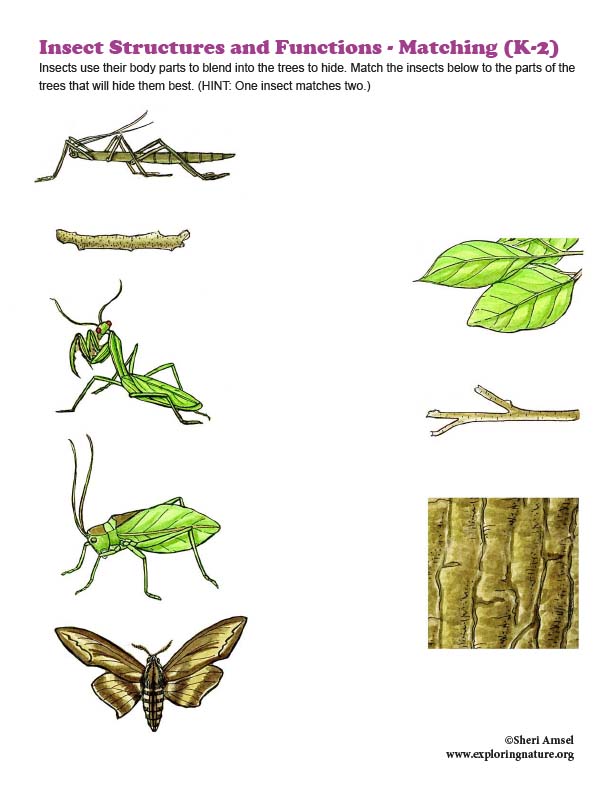 Insect Structures and Functions - Matching (K-2)