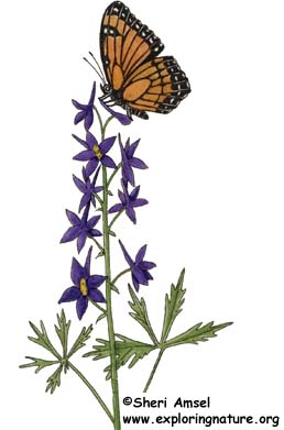 Butterfly Gardens