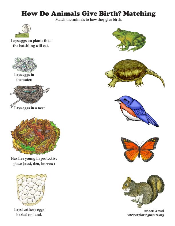 How Do Animals Give Birth? Matching (Color)