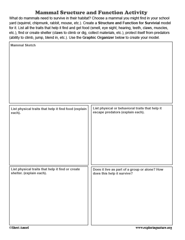 Mammal Structure and Function Activity - Creating a Model