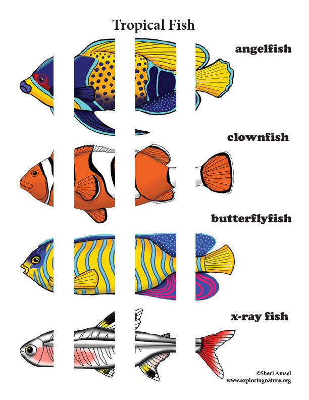 Matching Body Parts – Tropical Fish