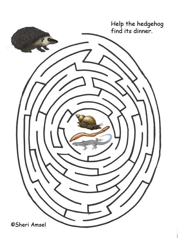 Maze - What Does the Hedgehog Eat?