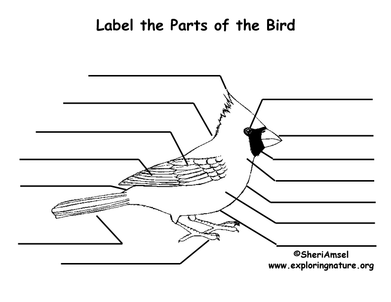 Label the Parts of a Bird