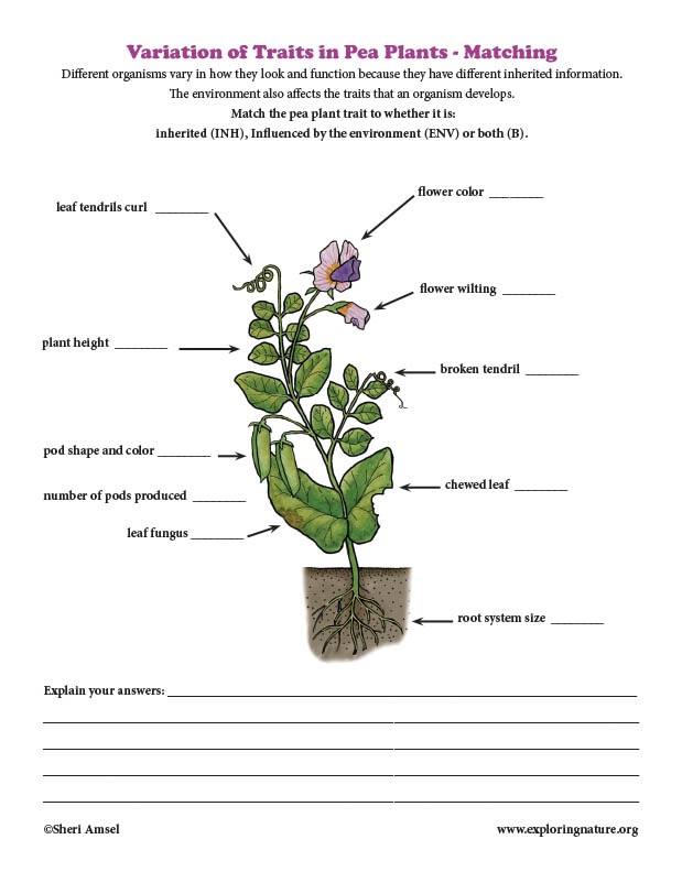 Variation of Traits in Pea Plants - Matching
