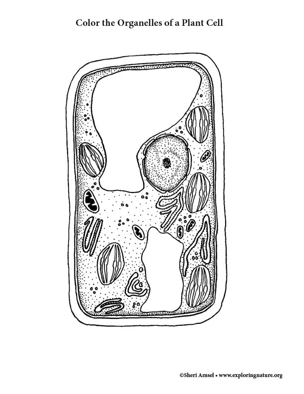 Plant Cell (Labeled) Coloring Page