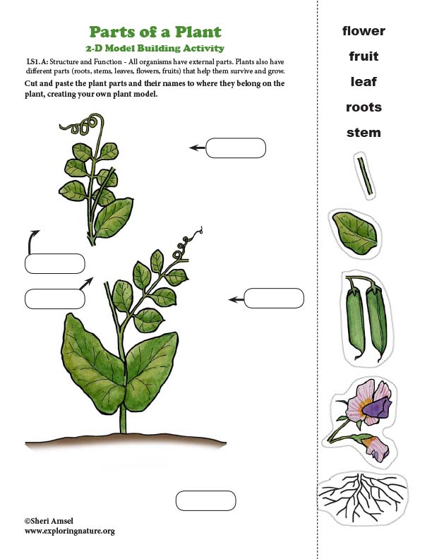Parts of a Plant  - Model Making Activity
