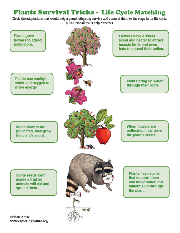 Plants Survival Tricks -  Life Cycle Matching