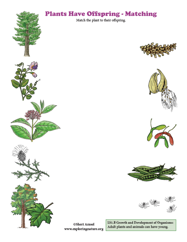 Plants Have Offspring - Matching