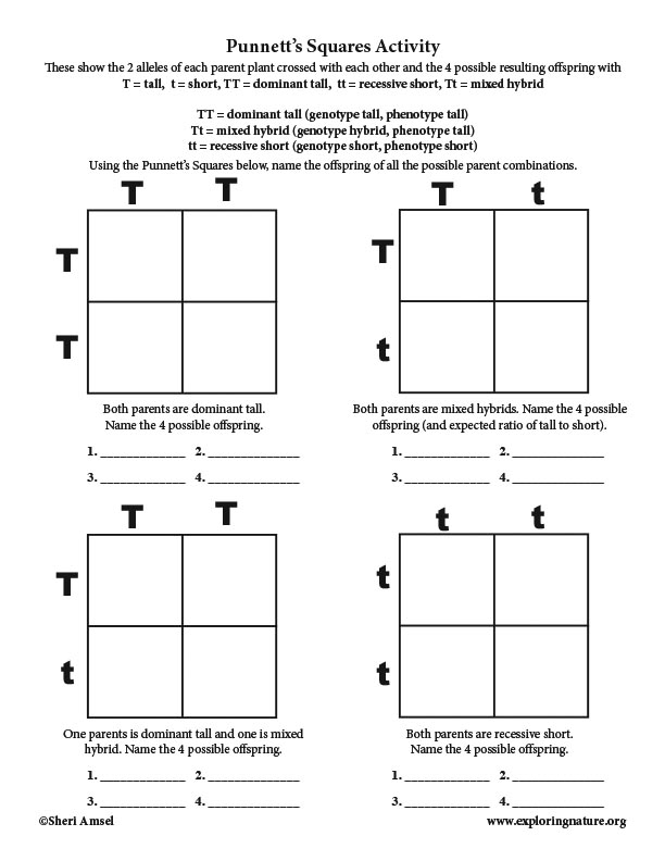 Punnett's Square Activity - Shows Mendel's Genetics