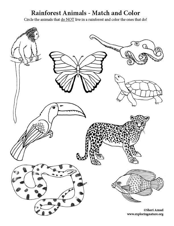 Rainforest Animals - Match and Color