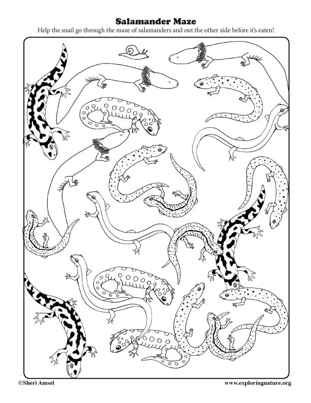 Salamander Maze