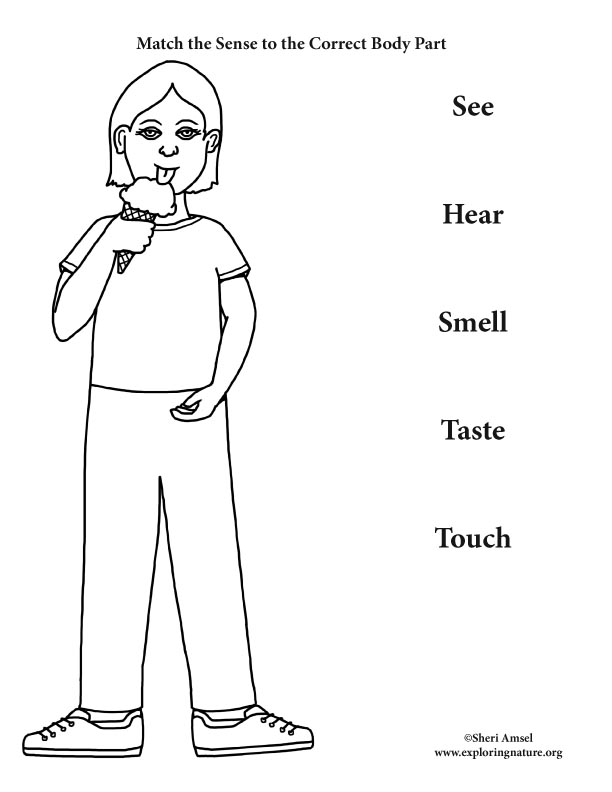 Special Senses Matching (K-2)