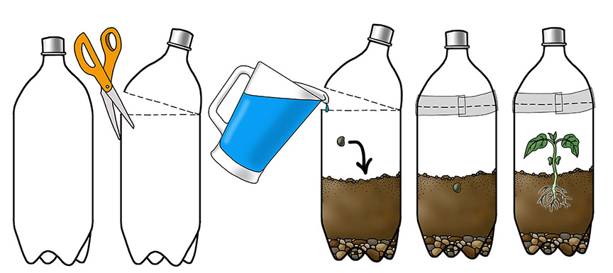 Make a Terrarium - What Plants Need Activity