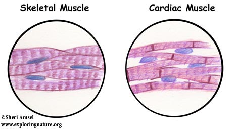 Tissues - Epithelium, Muscle, Connective Tissue and Nervous Tissue. 
