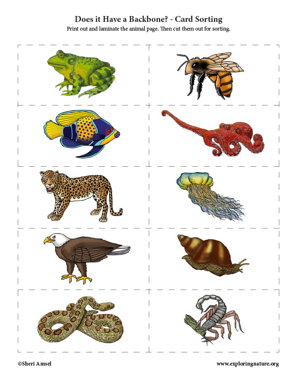 Animal Traits - Card Sorting Activity