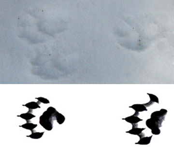 Otter (River) Tracks