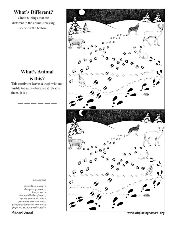 What's Different - Animal Tracking Activity