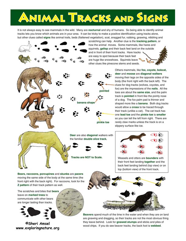 Animal Tracks Poster - Full Color